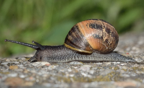 Wildlife fauna invertebrate close up Photo