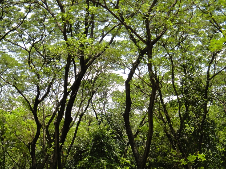 Pohon alam hutan cabang