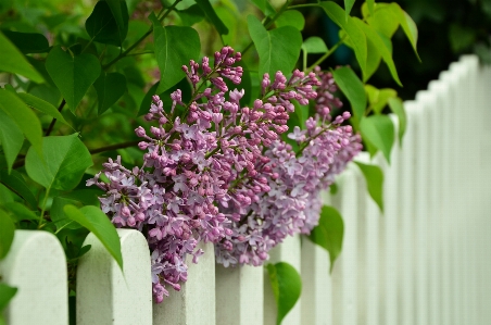 Blossom fence plant white Photo