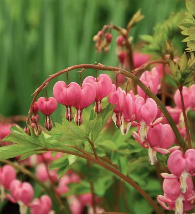 Blossom plant flower bloom