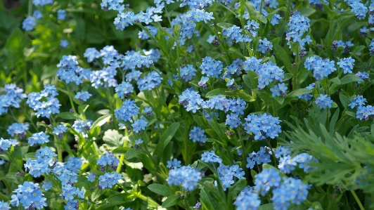 Nature blossom plant meadow Photo