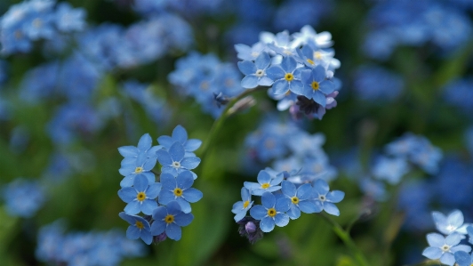 Nature blossom plant meadow Photo