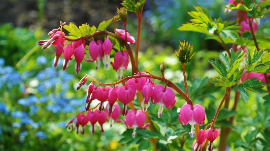 Nature blossom plant meadow Photo