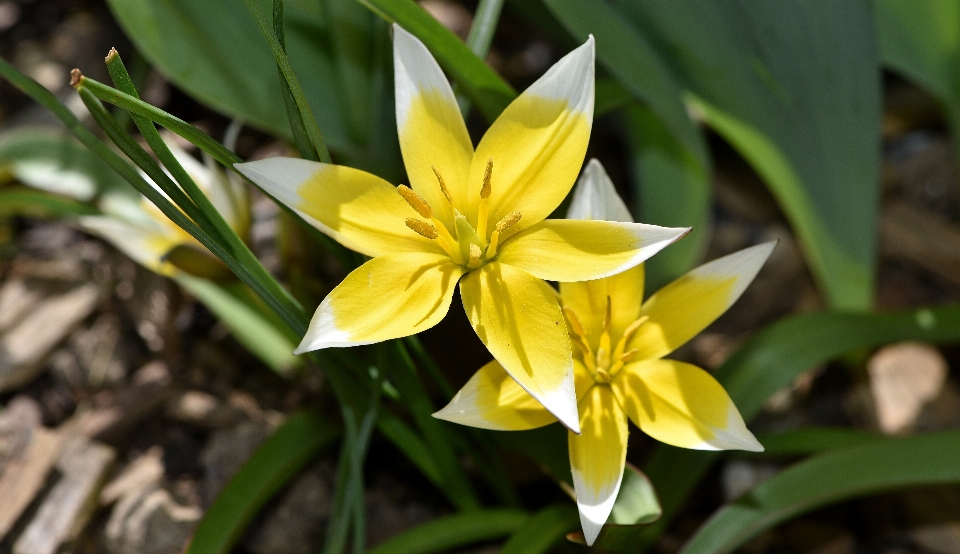 Fleurir usine étoile fleur