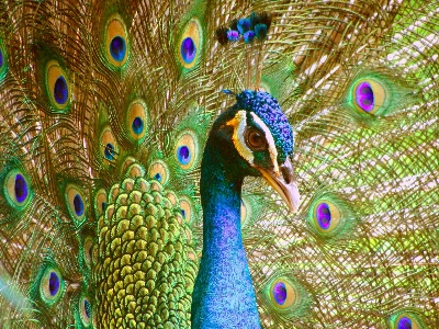 Foto Uccello verde becco biologia