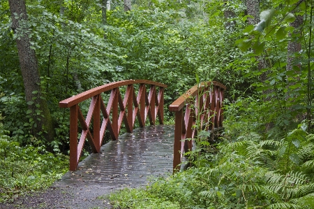 Landscape forest wilderness trail Photo