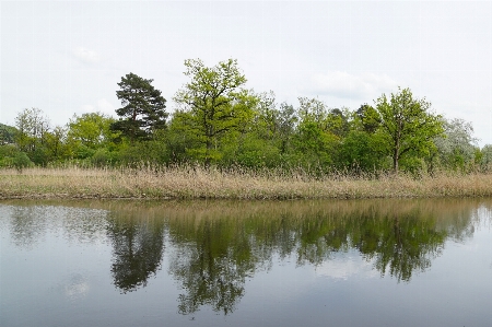 Tree water nature grass Photo