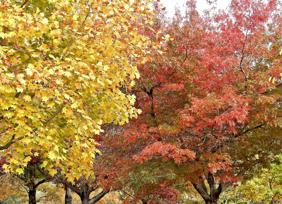 風景 木 自然 森