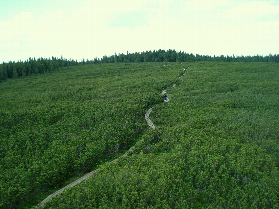 Baum natur wald weg