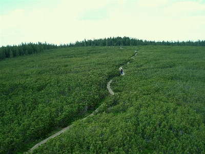 Tree nature forest path Photo