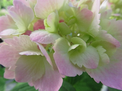 Blossom plant flower petal Photo