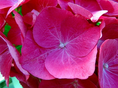 Plant leaf flower purple Photo