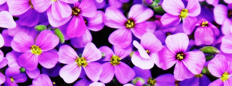 Landscape nature blossom plant Photo