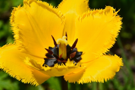 Nature blossom plant photography Photo