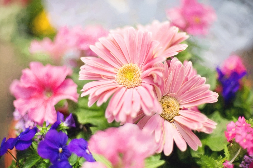 Blossom plant flower petal