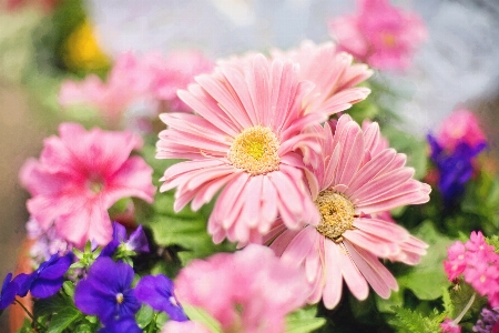 Blossom plant flower petal Photo