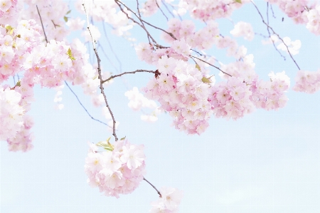 Tree branch blossom plant Photo