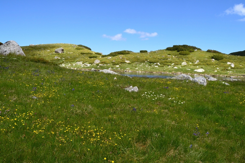 Landscape nature grass outdoor