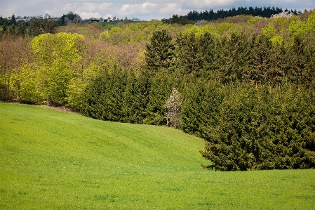 Landscape tree nature forest Photo