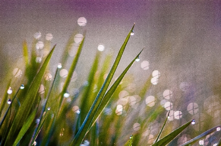 Water nature grass branch Photo