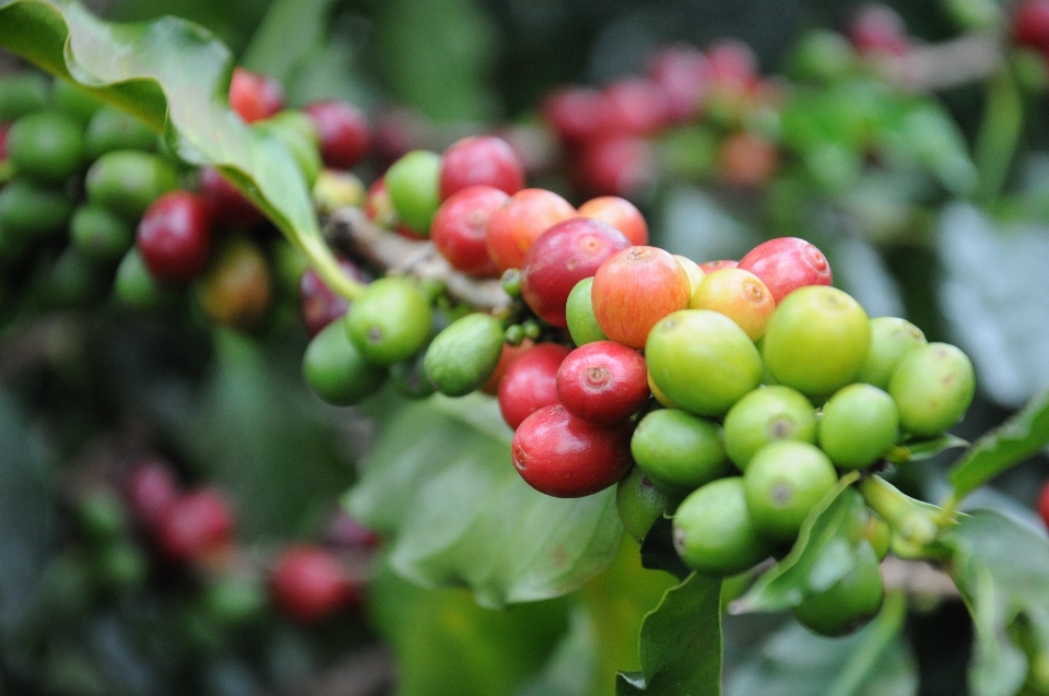 コーヒー 植物 粒 フルーツ