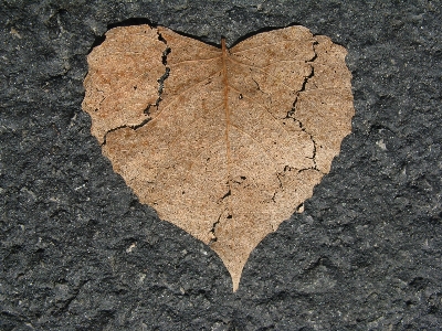 Rock wing wood texture Photo