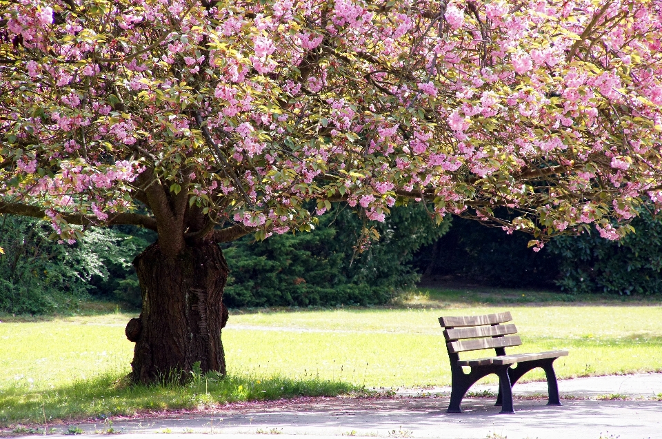 Albero ramo fiore pianta