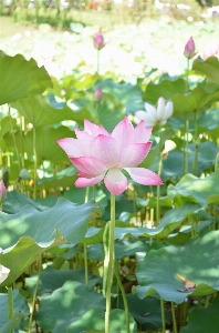 Foto Naturaleza planta flor pétalo