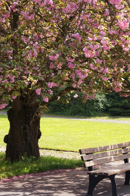 árbol florecer planta césped