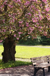 Tree blossom plant lawn Photo