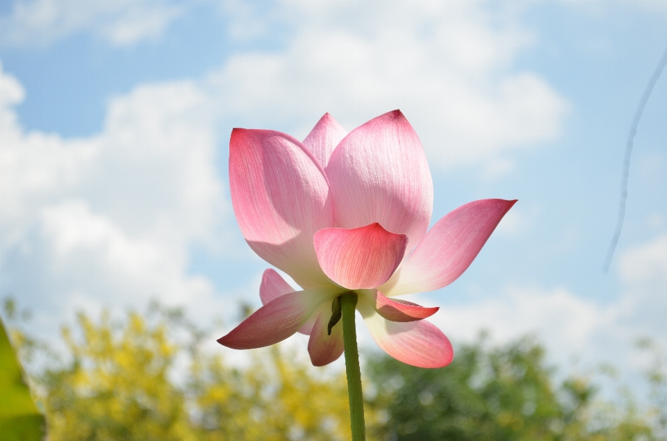 Florecer planta cielo flor