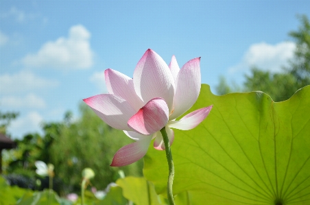 Blossom plant sky flower Photo