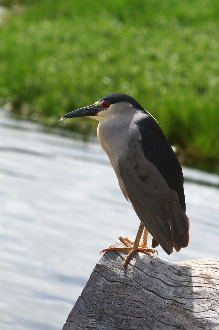 Naturaleza pájaro ala animal