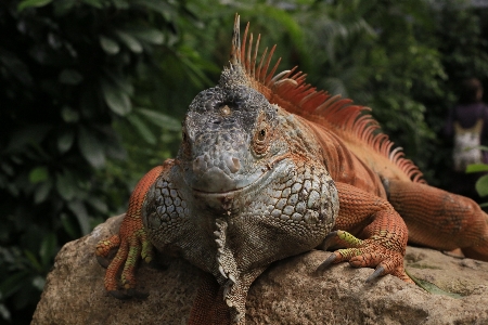 Foto Natureza animal animais selvagens réptil