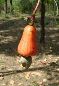 Foto árvore plantar fruta flor