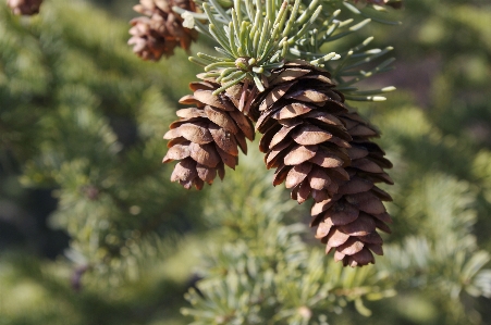 Tree nature branch plant Photo