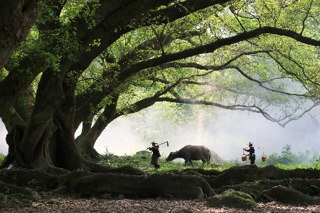 木 森 荒野
 ブランチ 写真