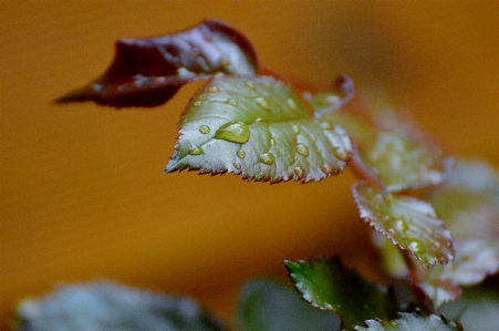 Water nature blossom plant Photo