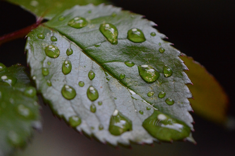 Water nature drop dew