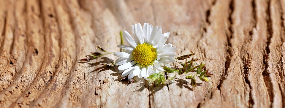 Nature grass branch blossom