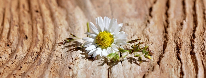 Nature grass branch blossom Photo