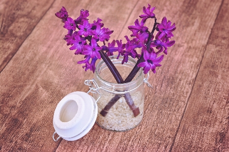 Wood flower purple petal Photo