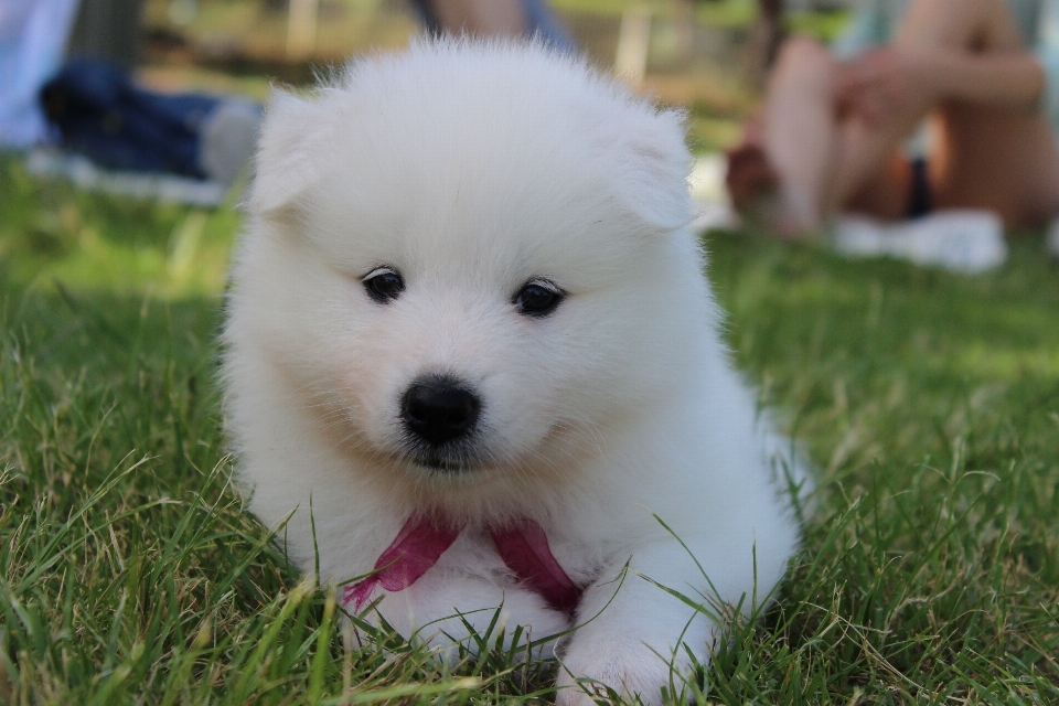 Bianco cucciolo cane mammifero