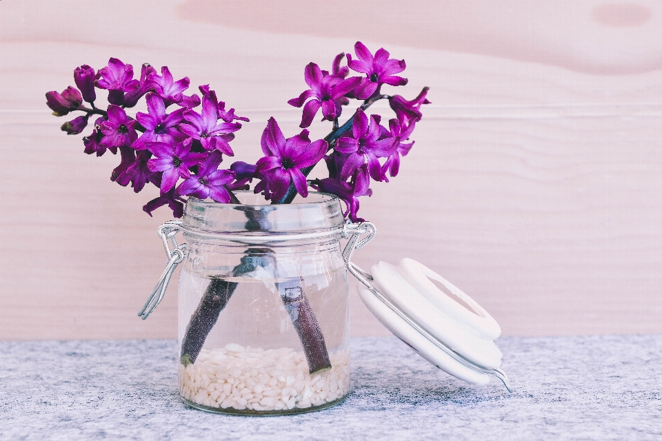 Flor roxo plantar cortar flores
