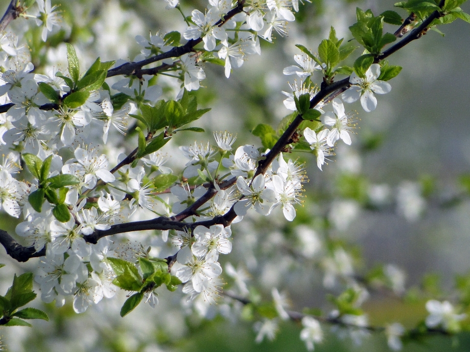 Baum natur zweig blüte