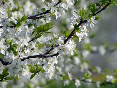 Tree nature branch blossom Photo