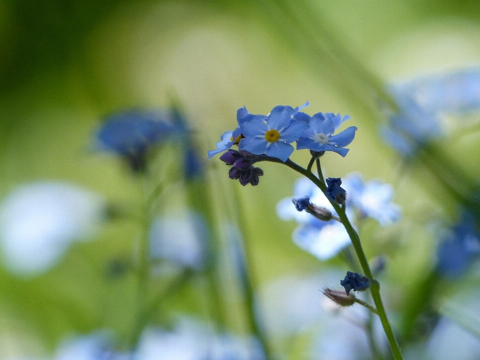 Natureza florescer plantar prado
