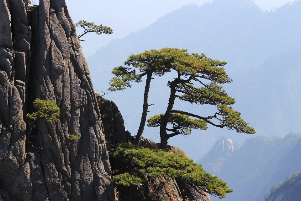 Paysage arbre rock montagne