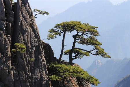 Landscape tree rock mountain Photo