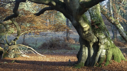 Landschaft baum natur wald Foto